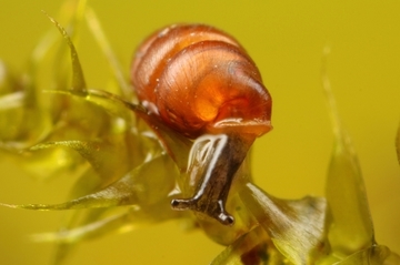 Schmale Windelschnecke (Vertigo angustior) - eine Art von gemeinschaftlicher Bedeutung (Anhang II der FFH-Richtlinie)