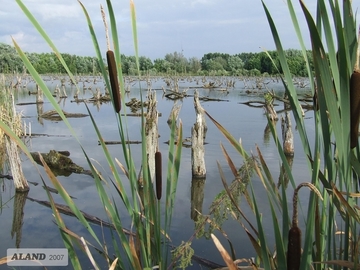 Breitblättriger Rohrkolben (Typha latifolia) am Lutteranger