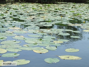 Schwimmblattvegetation - Gelbe Teichrose (Nuphar lutea)