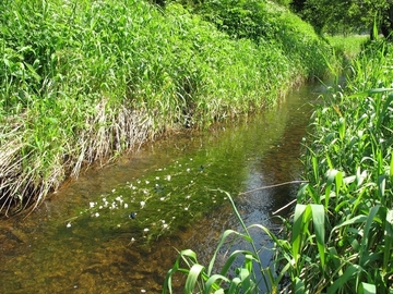 Innerste - LRT 3260 - Fließgewässer mit flutender Wasservegetation