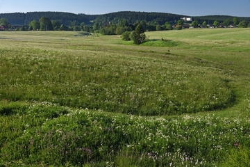 Magere Ausprägung des LRT 6520 - Berg-Mähwiese