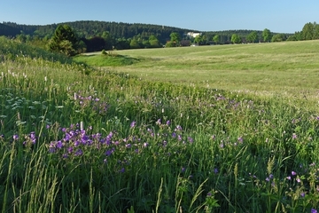 Ausprägung des LRT 6520 - Berg-Mähwiese