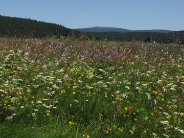 LRT 6520 - Berg-Mähwiese mit Brockenblick