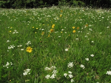 LRT 6230 - Bärwurz-Borstgrasrasen mit Arnika (Arnica montana)