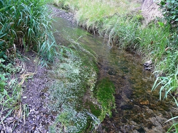 LRT 3260 - Fließgewässer mit flutender Wasservegetation