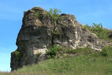 Dolomitklippe am Butterberg - LRT 8210 - Kalkfelsen mit Felsspaltenvegetation