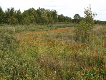 Moorlilien im LRT 7110 - Lebendes Hochmoor. Links Gagelstrauchsaum als LRT 7120 - Renaturierungsfähige degradierte Hochmoore