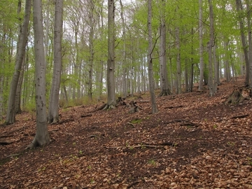 LRT 9110 - Hainsimsen-Buchenwald