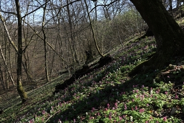 LRT 9180 - Schlucht- und Hangmischwälder