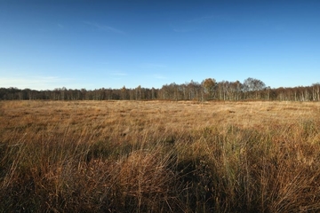 LRT 7120 - Renaturierungsfähiges degradiertes Hochmoor, zentral auch LRT 7110 - Lebendes Hochmoor