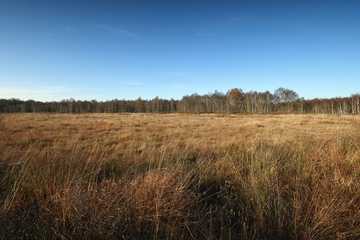 LRT 7120 - Renaturierungsfähiges degradiertes Hochmoor, zentral auch LRT 7110 - Lebendes Hochmoor