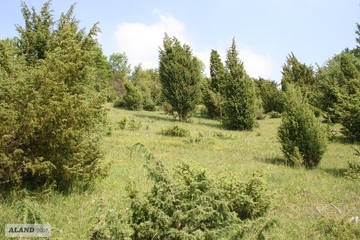 LRT 5130 - Wacholderbestände auf Zwergstrauchheiden oder Kalkrasen