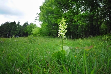 Grünliche Waldhyazinthe (Platanthera chlorantha) auf Kalkmagerrasen