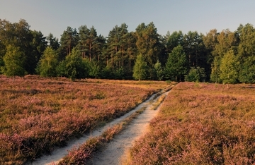 Besenheide - im Hintergrund Kiefernforst