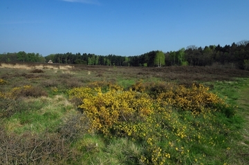 Blühender Englischer Ginster (Genista anglica) auf dem Gräberfeld