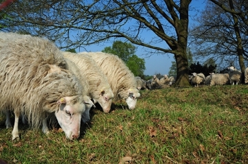 Heidepflege mit Diepholzer Moorschnucken