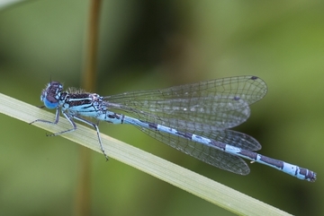 Helm-Azurjungfer (Coenagrion mercuriale) - streng geschützt sowie Art gemeinschaftlicher Bedeutung (Anhang II der FFH-Richtlinie)