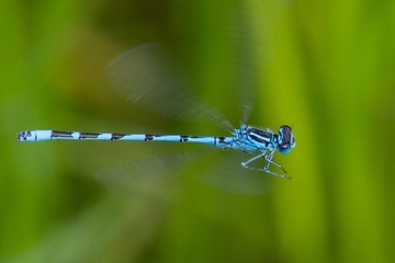 Vogel-Azurjungfer (Coenagrion ornatum) - streng geschützt sowie Art gemeinschaftlicher Bedeutung (Anhang II der FFH-Richtlinie)