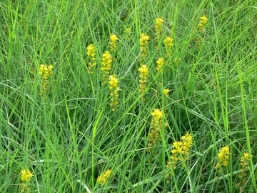 Blühende Moorlilien (Narthecium ossifragum)