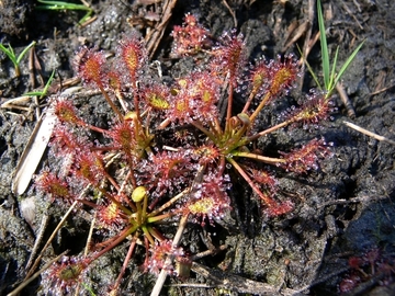 Rundblättriger Sonnentau (Drosera rotundifolia)