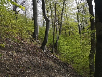 LRT 9150 - Orchideen-Kalkbuchenwälder