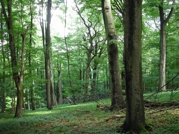 LRT 9130 - Waldmeister-Buchenwald mit viel Alt-und Totholz