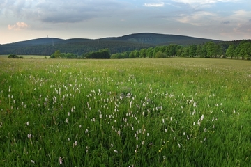 LRT 6520 - Berg-Mähwiese mit Schlangen-Wiesenknöterich (Bistorta officinalis)