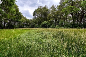 Nasswiese in Waldlichtung mit LRT 7140 - Übergangs- und Schwingrasenmoore