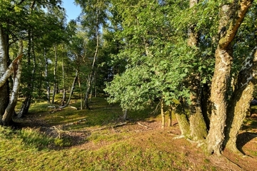 LRT 9190 - Alte bodensaure Eichenwälder auf Sandböden mit Stieleiche