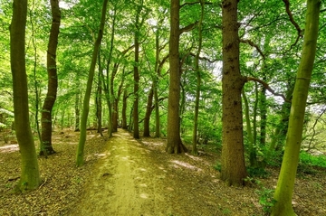 LRT 9160 - Feuchter Eichen-Hainbuchenmischwald im Barneführer Holz