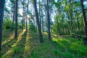 Birken-Kiefernwald auf Sanddüne