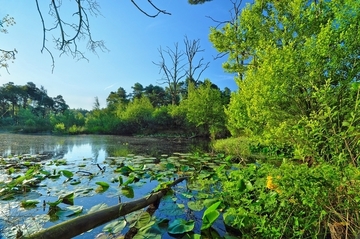 Schwimmblattvegetation mit Gelber Teichrose (Nuphar lutea)