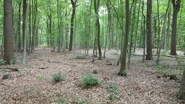 LRT 9110 - Hainsimsen-Buchenwald