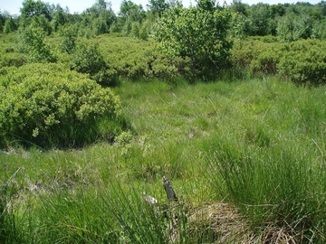 Lichte Gagelgebüsche mit Resten feuchter Borstgrasrasen