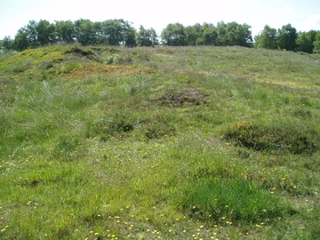 Östliche Sandkuppe beim Fuchsberg