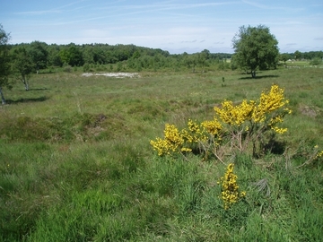 Überblick - Ginster auf Kuppe mit Borstgrasfläche und Wollgras-Sumpf im Hintergrund