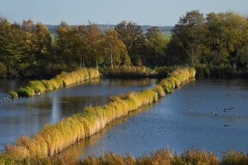 Große Wasserflächen - Jagdlebensraum der Teichfledermaus