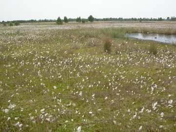 LRT 7120 - Renaturierungsfähiges degradiertes Hochmoor im Torfmoos-Wollgras-Stadium