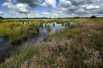 Wiedervernässter Polder mit Glockenheide und Flatterbinse