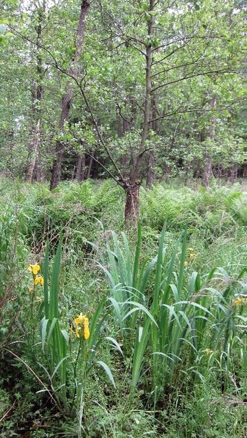 Sumpfschwertlilie im LRT 91E0 - Auenwälder mit Erle, Esche, Weide