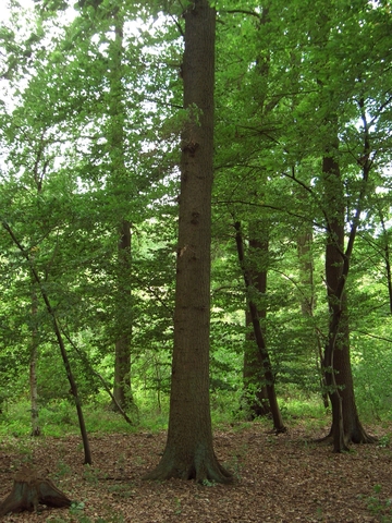 LRT 9190 - Alte bodensaure Eichenwälder auf Sandböden mit Stieleiche