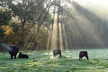 Weidepflege vor dem Heseler Wald