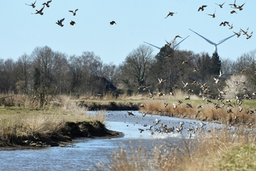 Pfeifenenten - Wintergäste im FFH-Gebiet