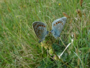 Bläulinge auf Kleinem Wiesenknopf (Sanguisorba minor)