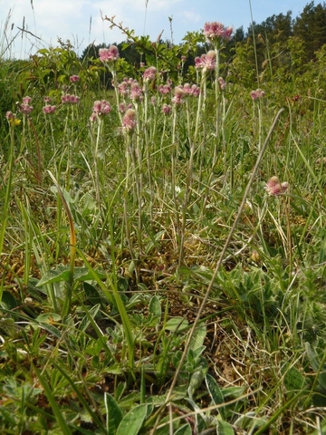 Gewöhnliches Katzenpfötchen (Antennaria dioica) - eine in Niedersachsen stark gefährdete Art