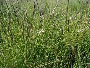 Borstgras (Nardus stricta)