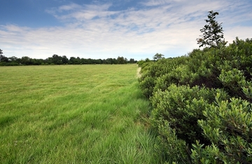 Gagelstrauch am Rande des Borstgrasrasens