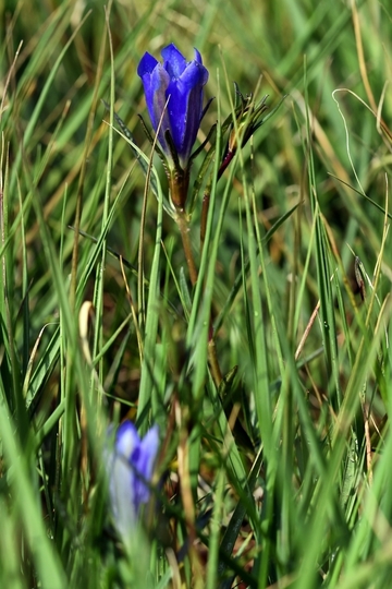 Lungen-Enzian (Gentiana pneumonanthe)