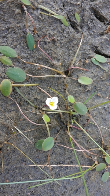 Froschkraut (Luronium natans)