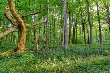 LRT 9160 - Feuchter Eichen-Hainbuchenmischwald im Wittenheim